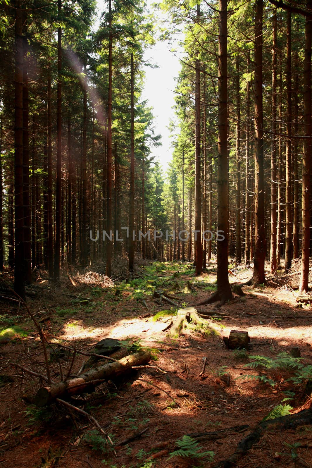 nice forest background by jonnysek