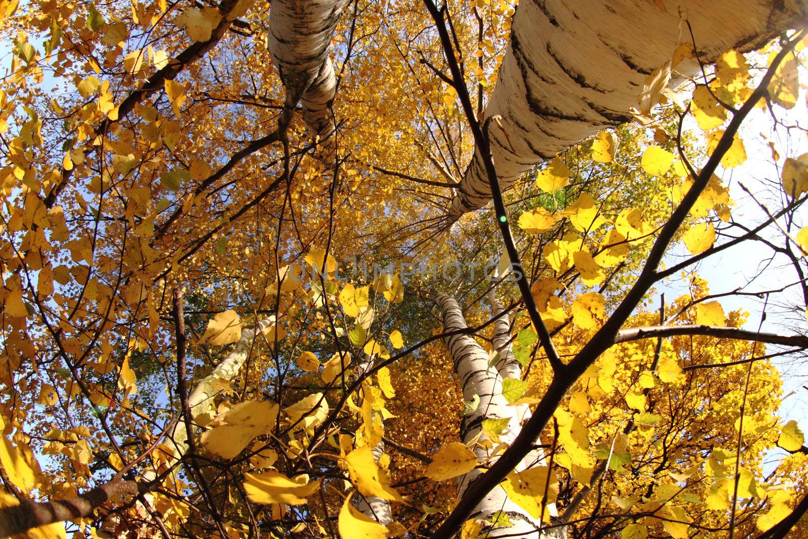 autumn tree  by jonnysek