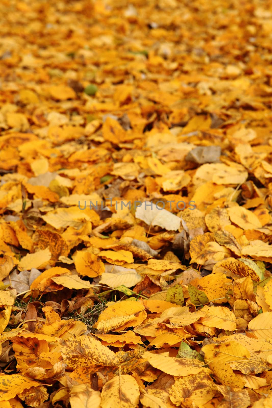 color autumn leaves as nice natural background