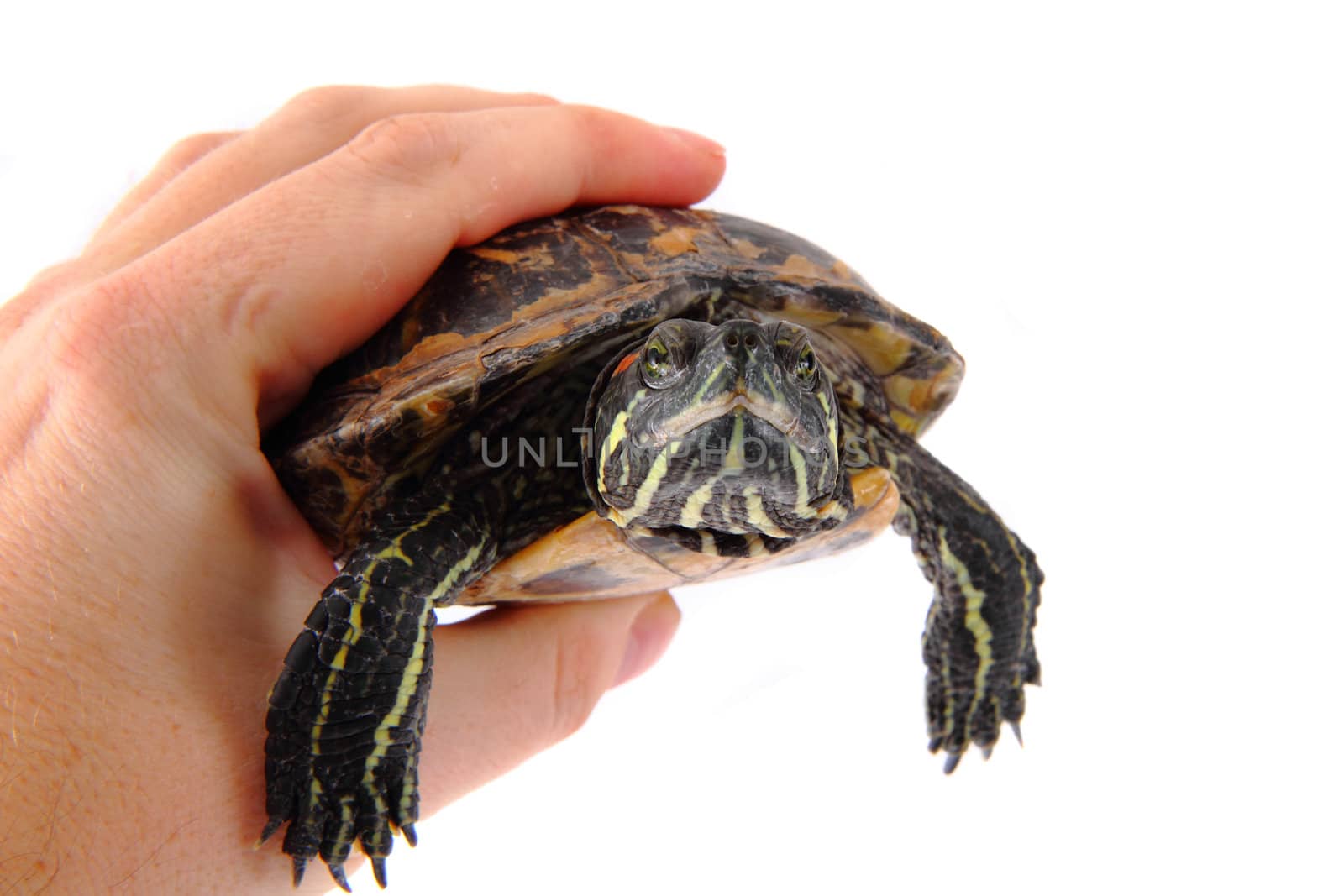 Turtle in the hands isolated on the white background