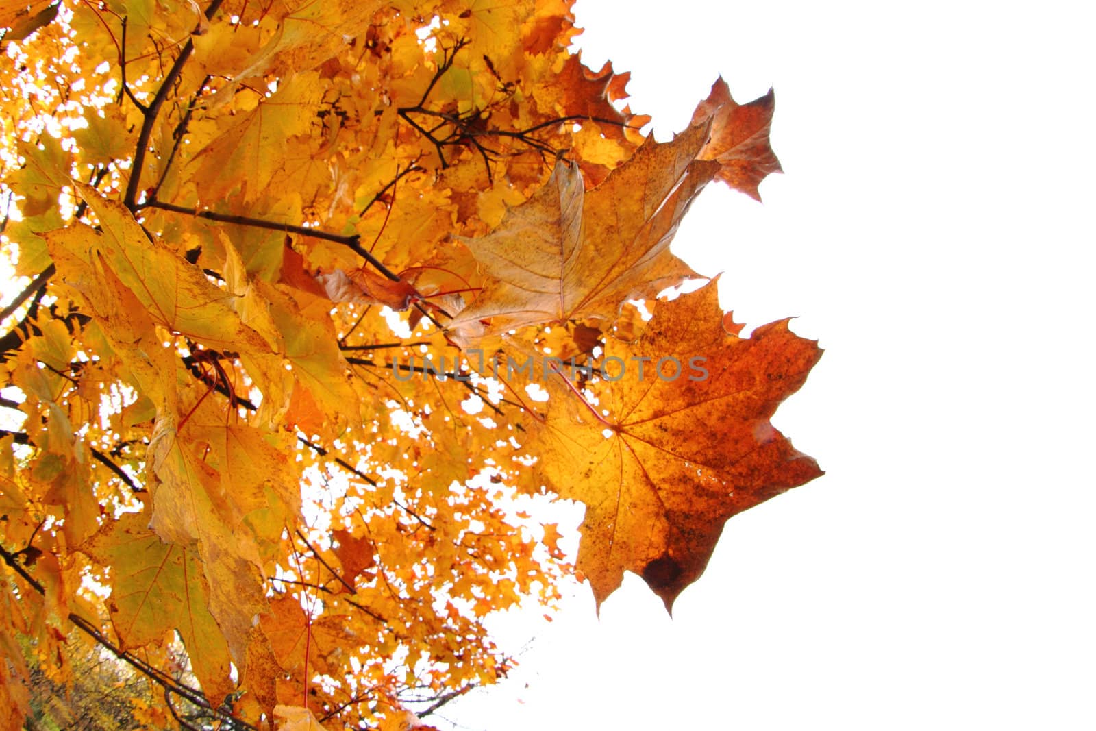 color autumn leaves by jonnysek