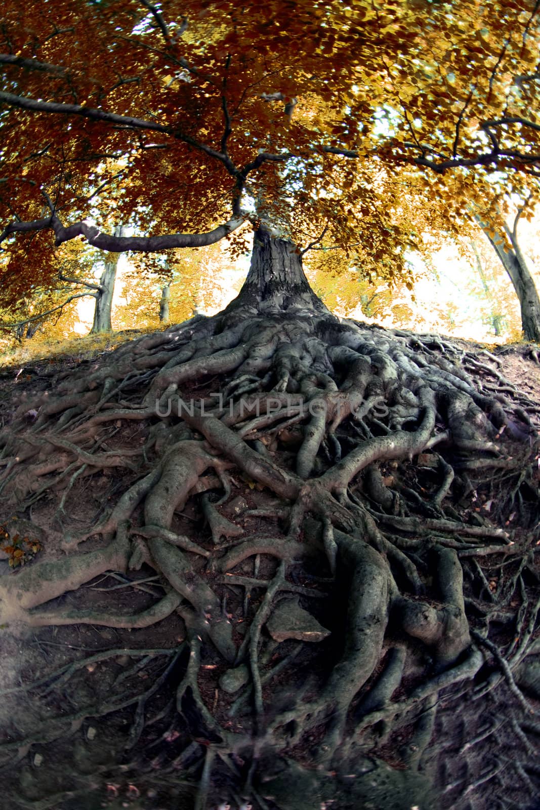 very old tree from the czech forest 