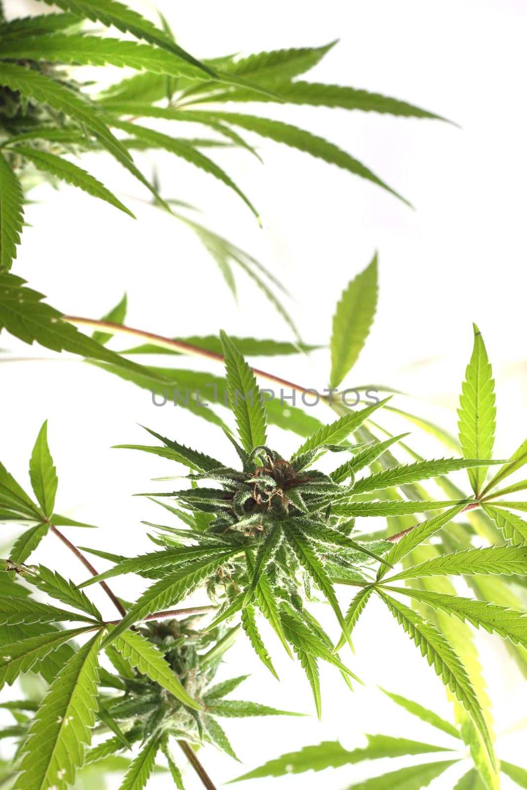 cannabis plant isolated  by jonnysek