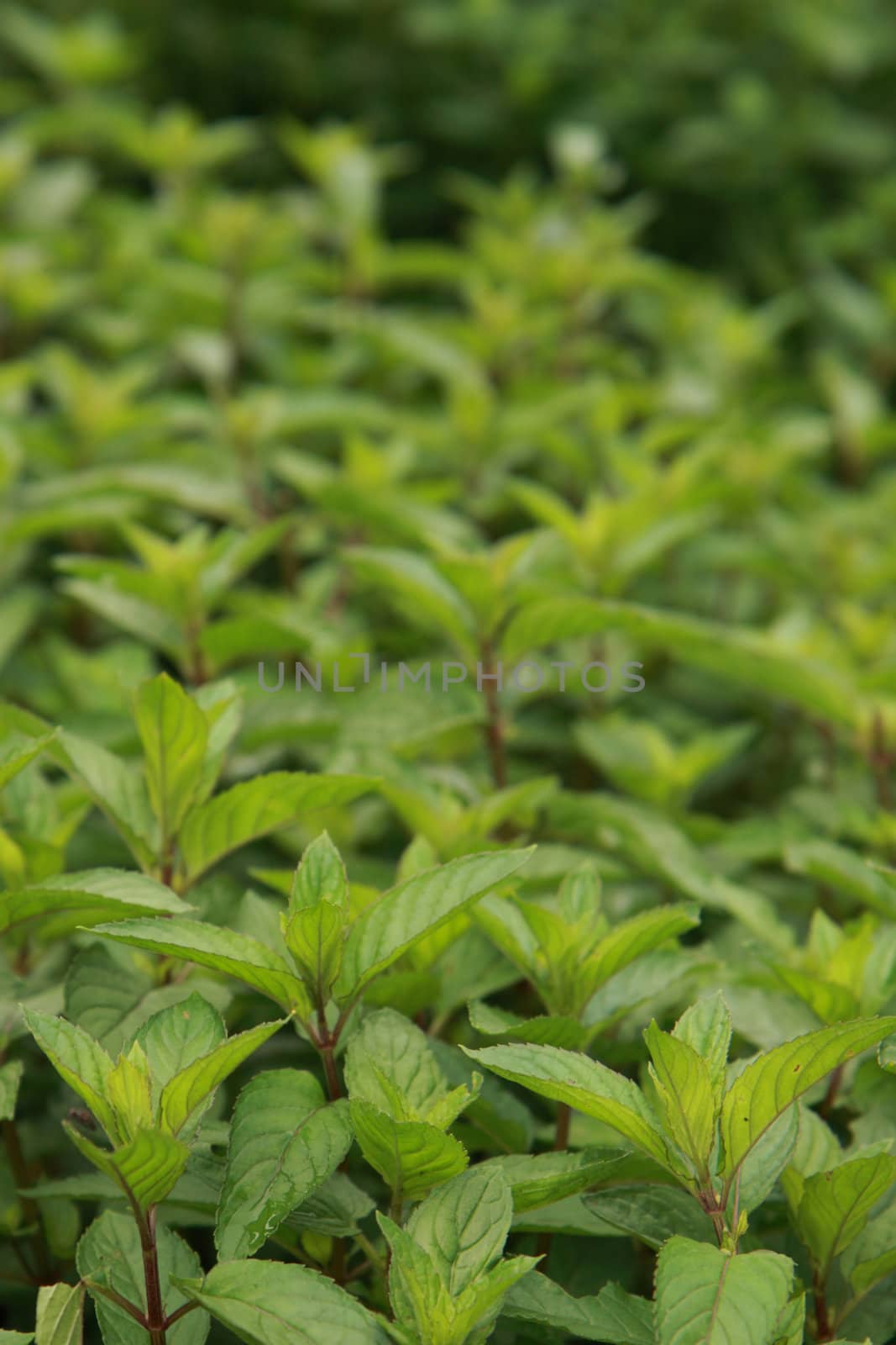 green mint background by jonnysek