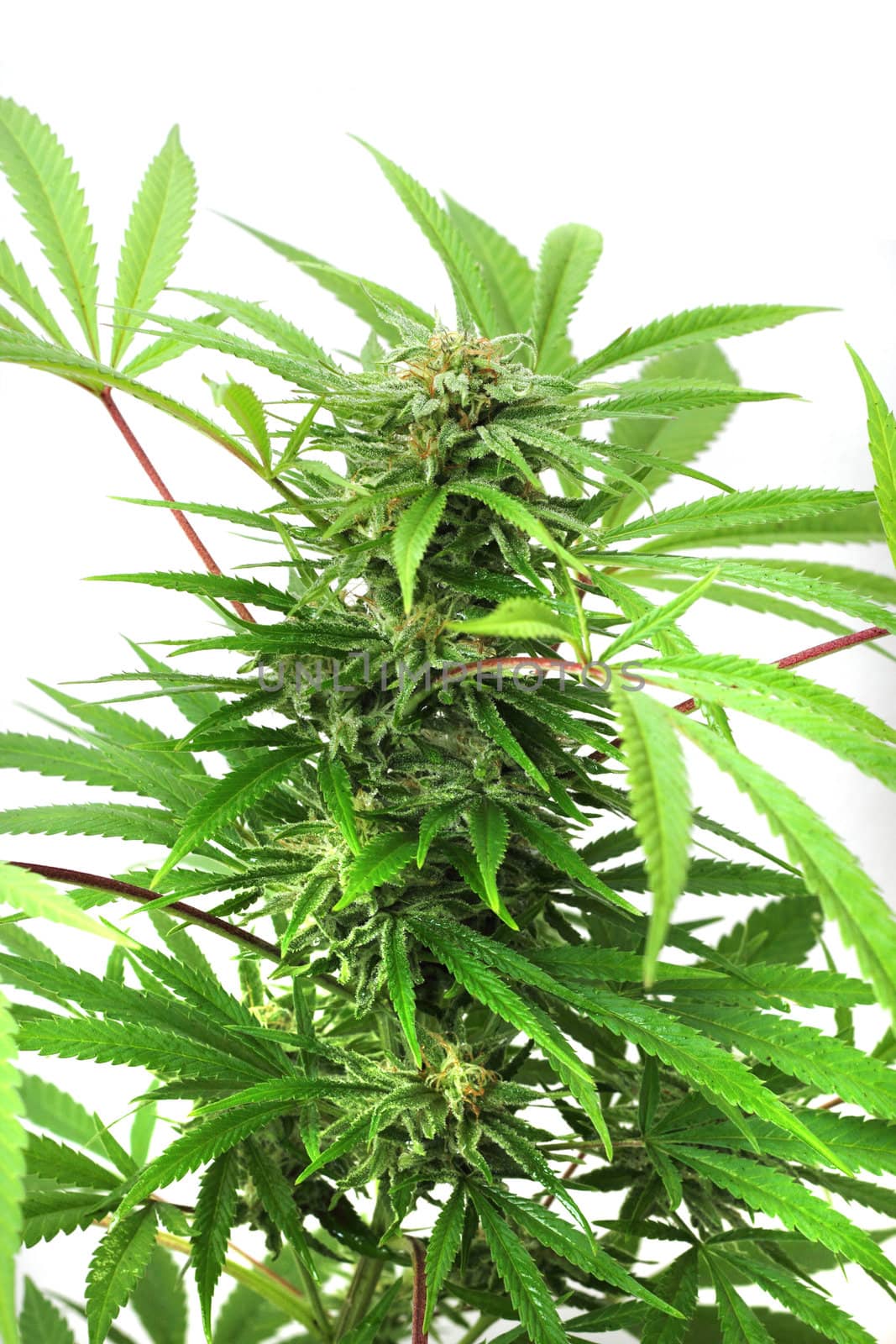cannabis plant isolated  by jonnysek