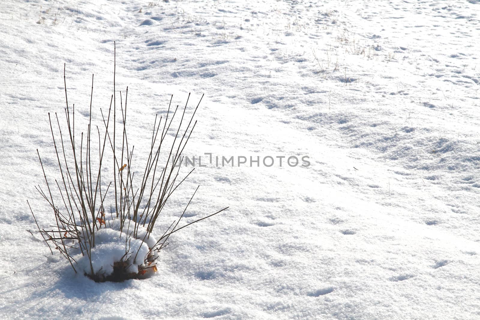 snow in the nature with plants as christmas background