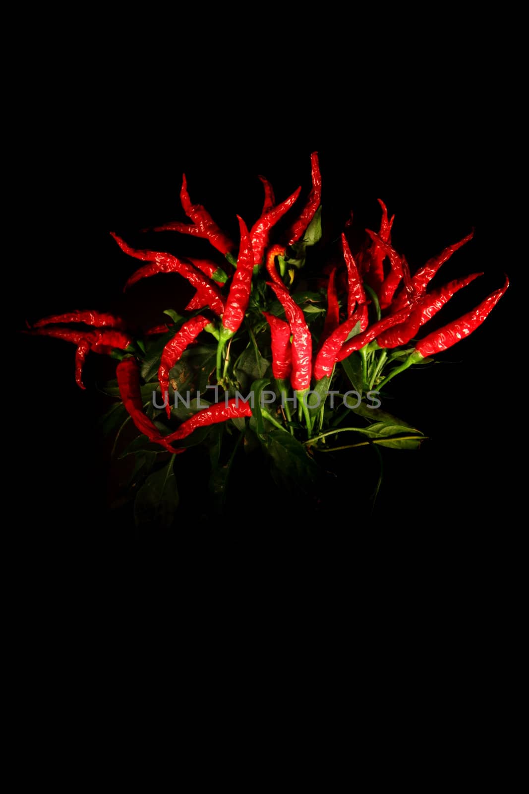 chili isolated on the black background in the dark