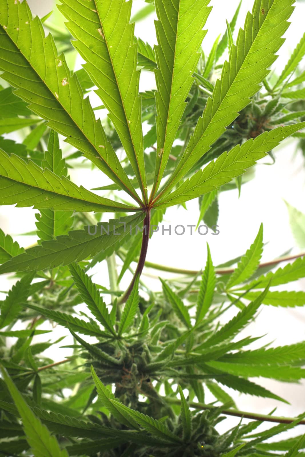 cannabis plant isolated on the white background 