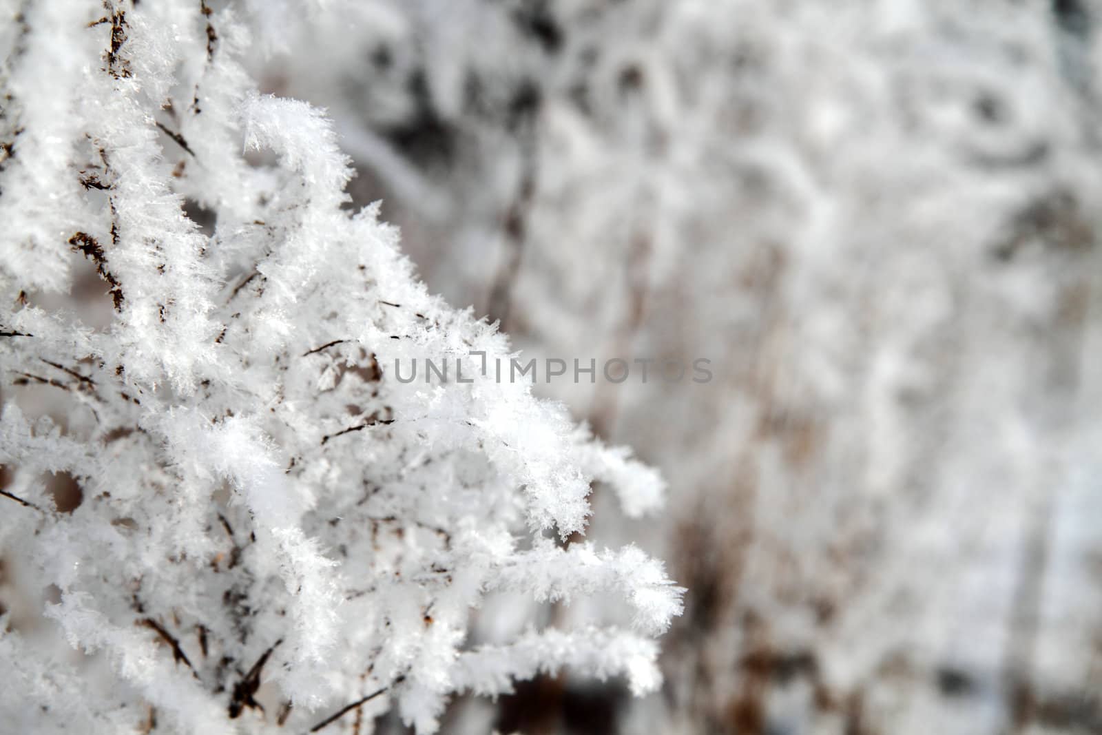 snow in the nature with plants as christmas background