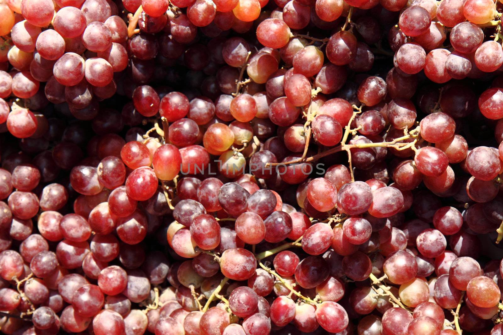 red grapes background by jonnysek