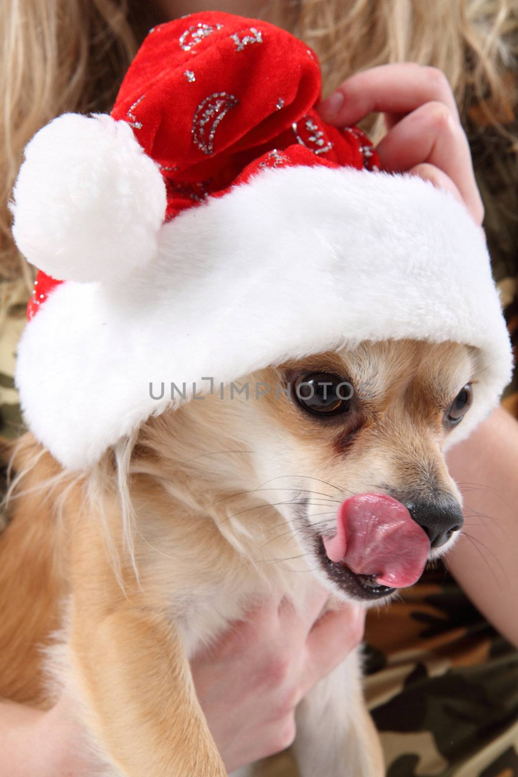 small chihuahua and christmas and her tongue