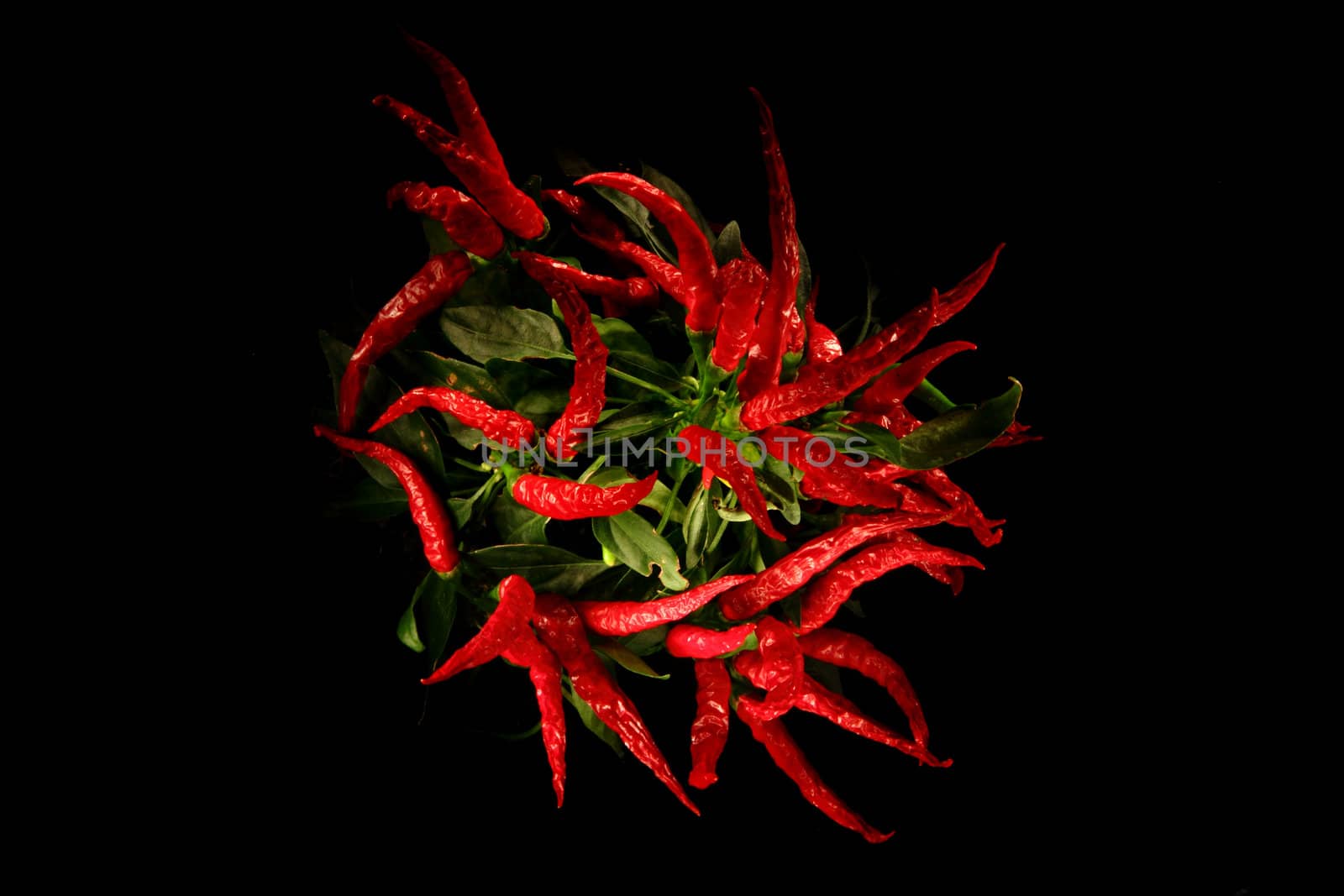 chili isolated on the black background in the dark