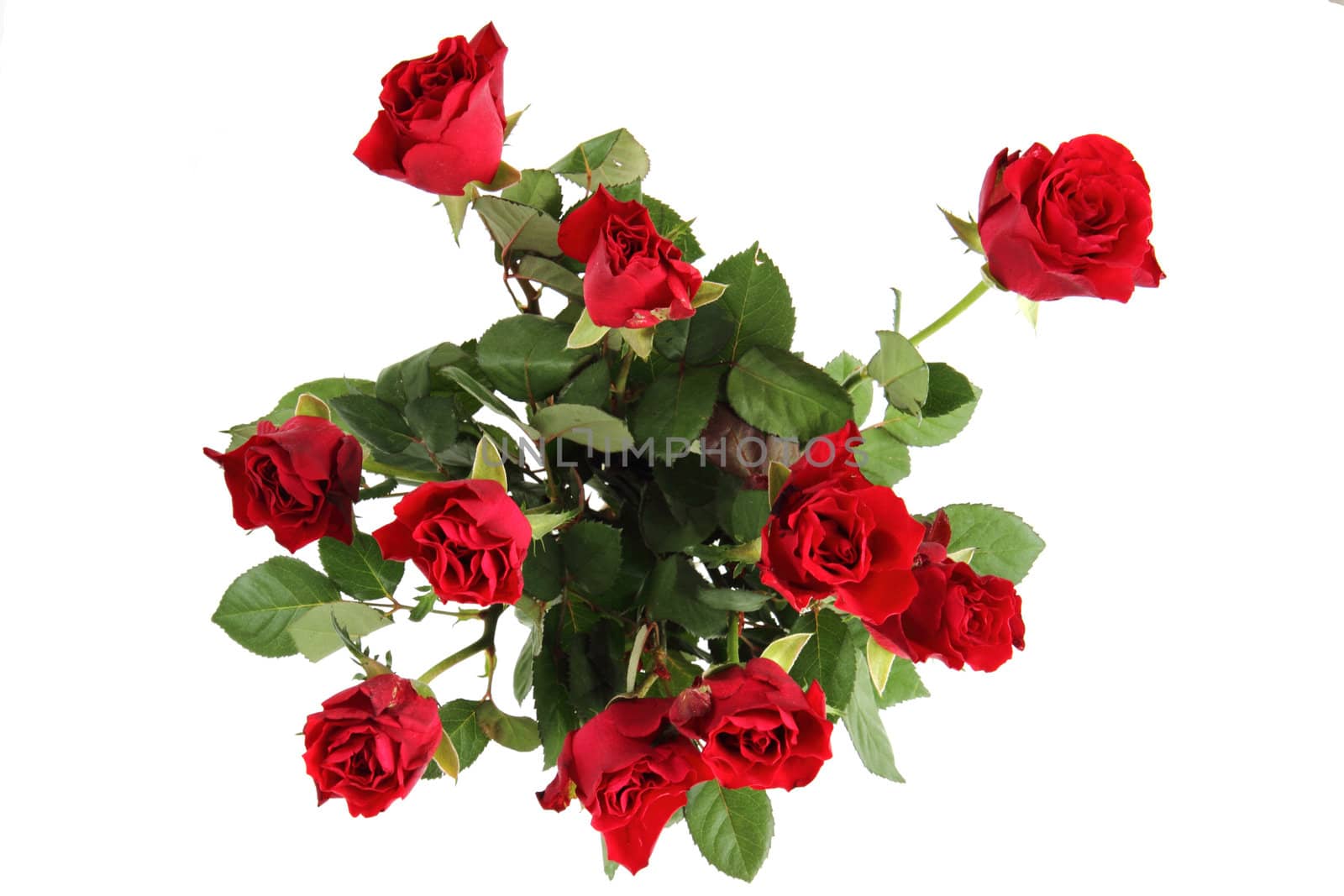red roses isolated on the white background