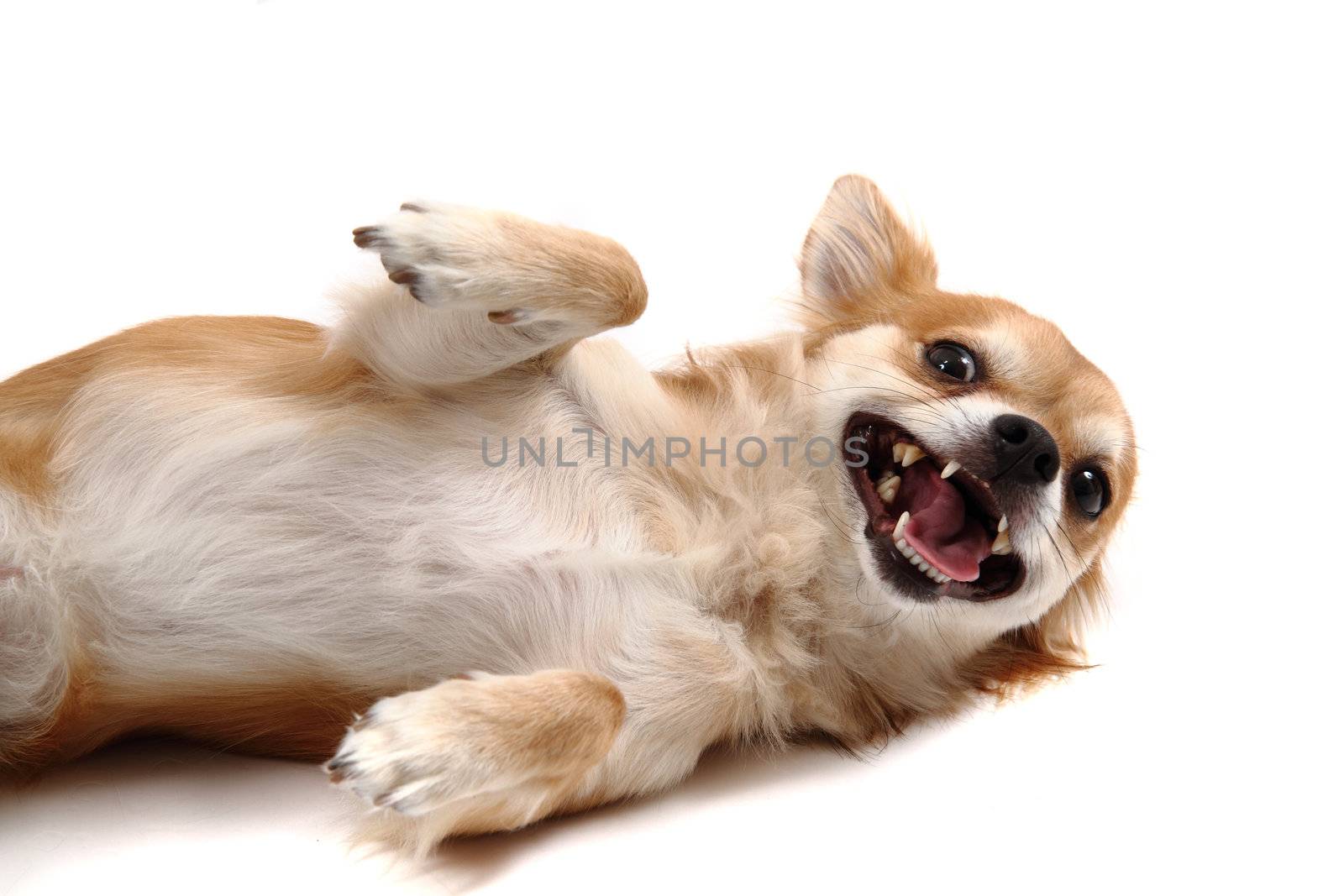 small chihuahua isolated on the white background