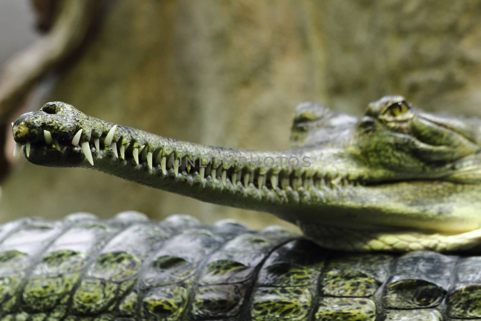 crocodile head as detail of very dangerous animal 