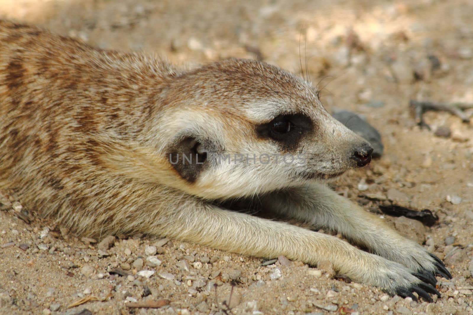 small sweet suricata in the danger desert