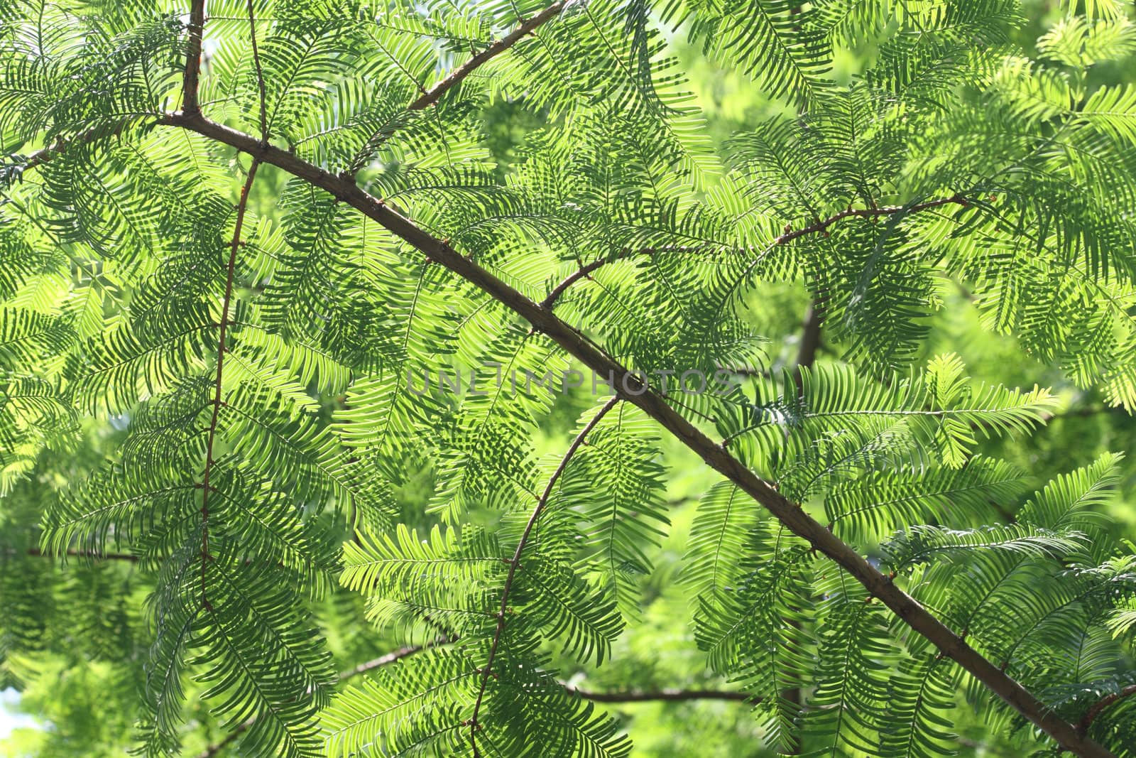 very nice natural christmas background in green color