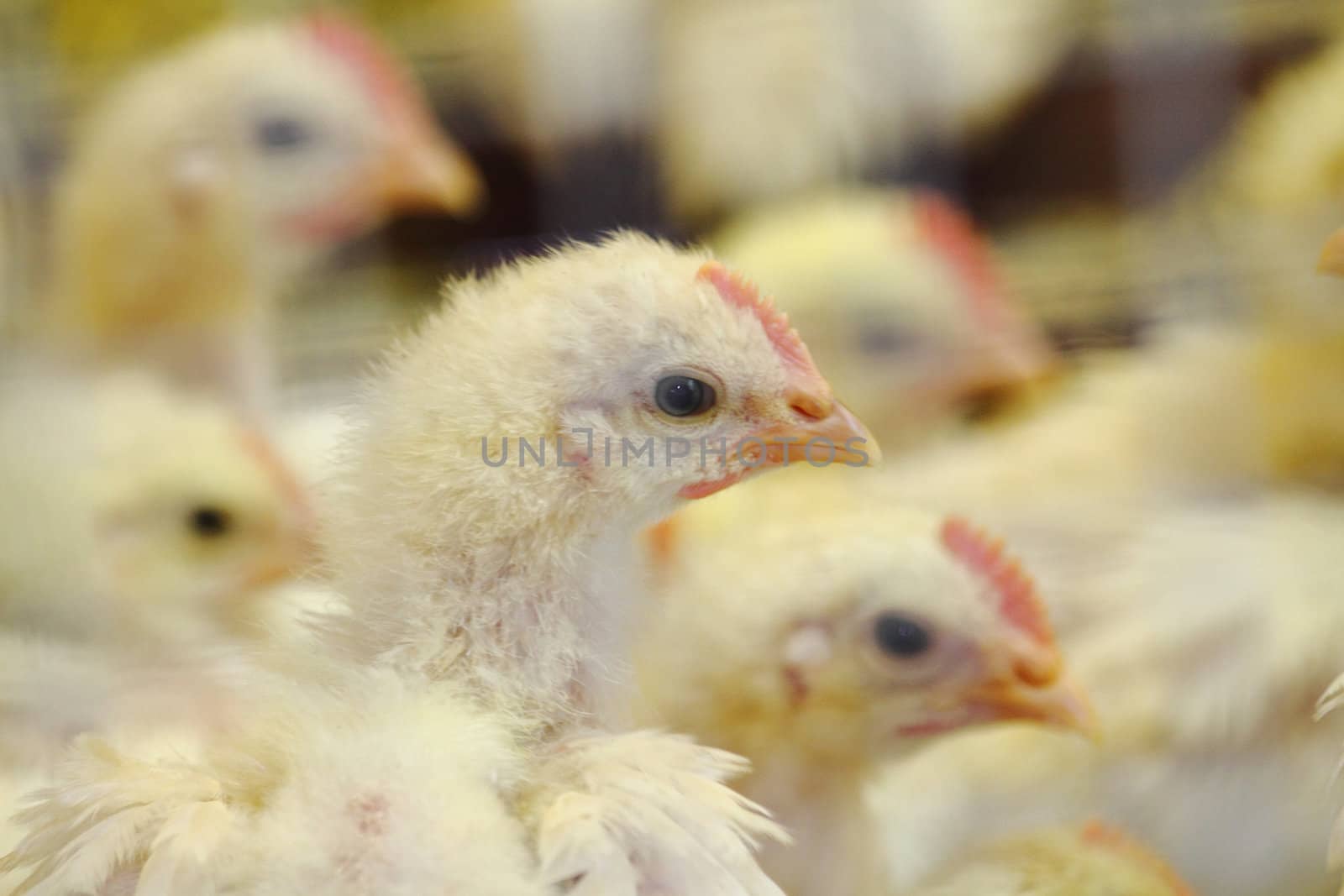 nice and small chickens on the poultry farm 