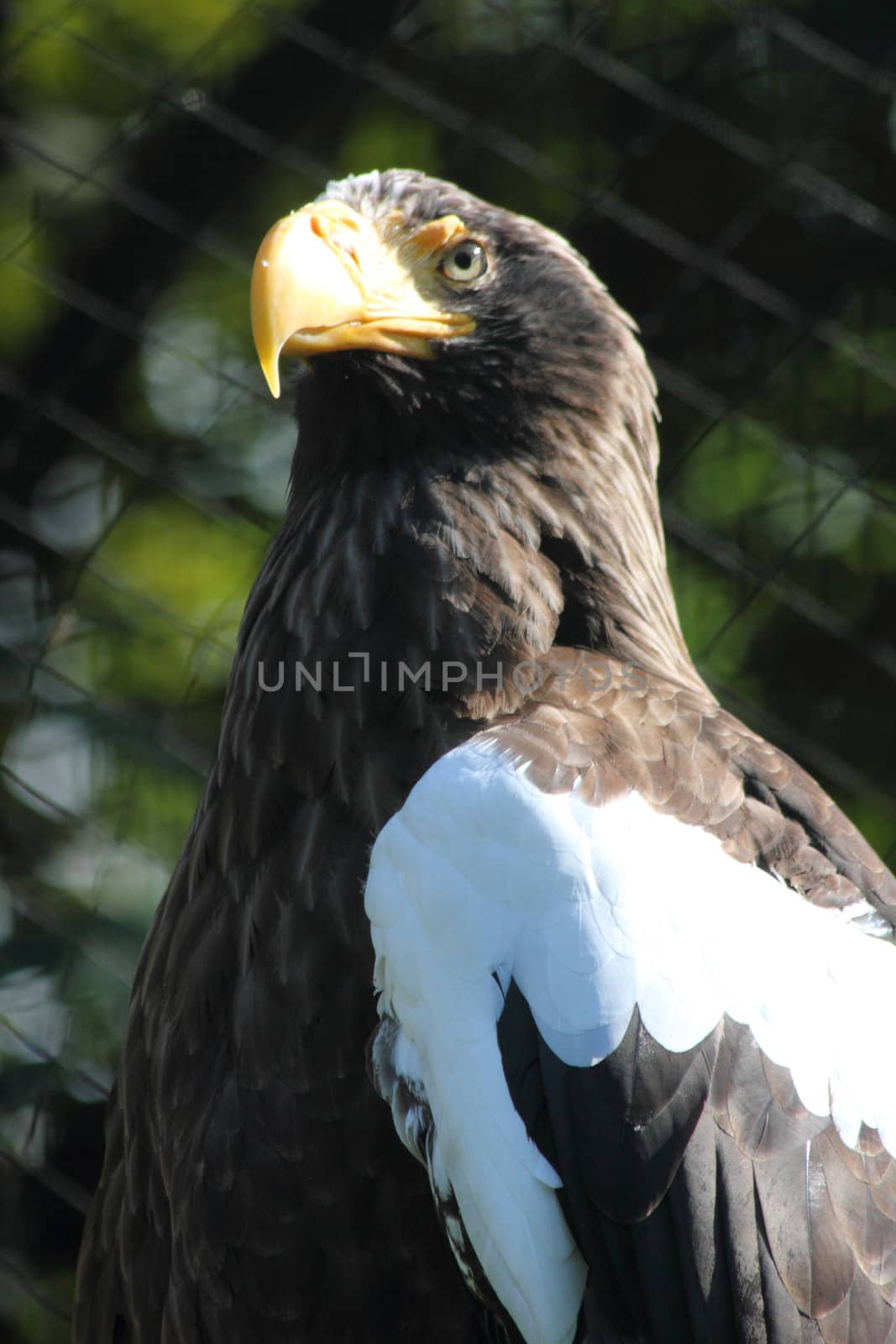 eagle bird  by jonnysek