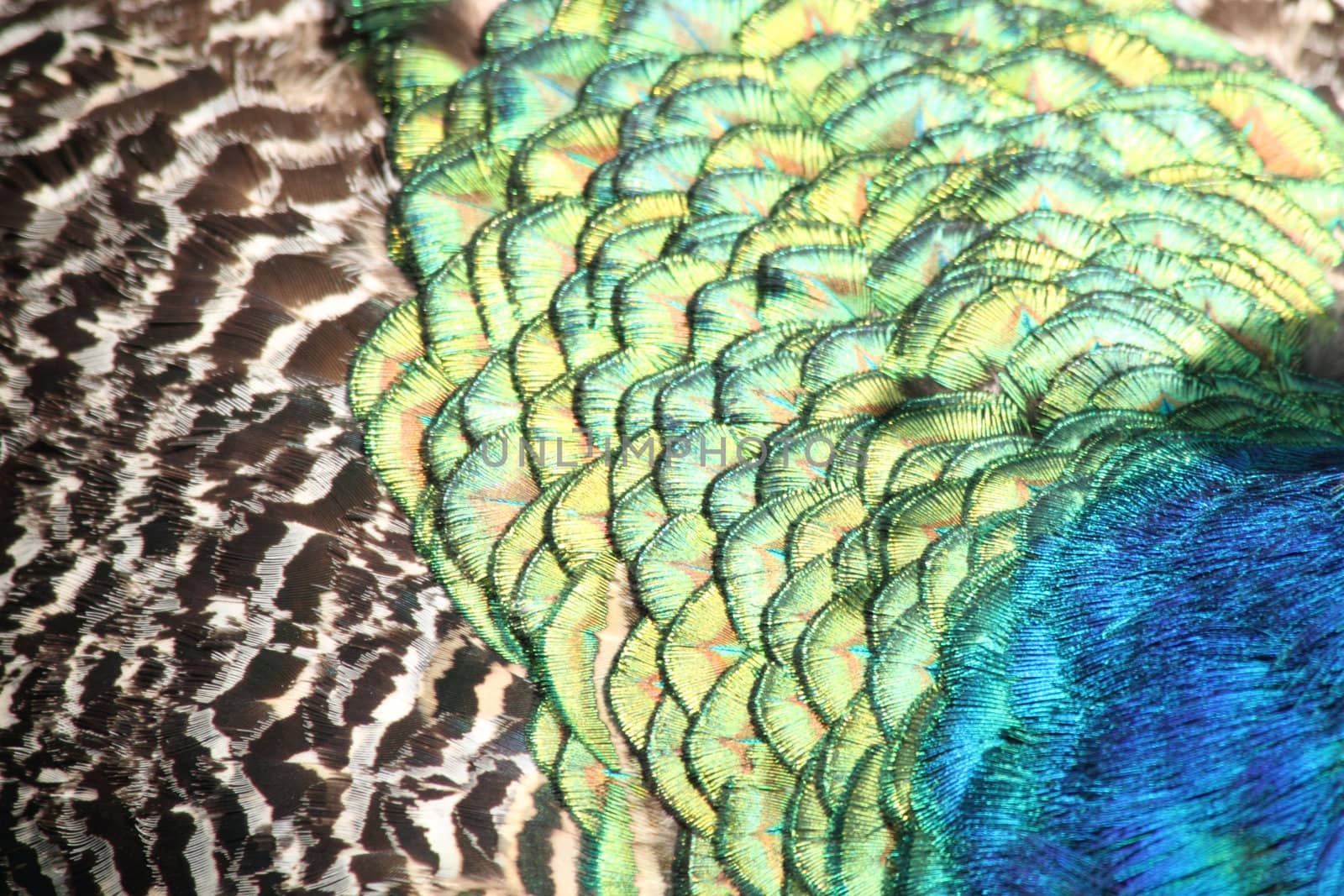 detail of peacock as very nice color background 