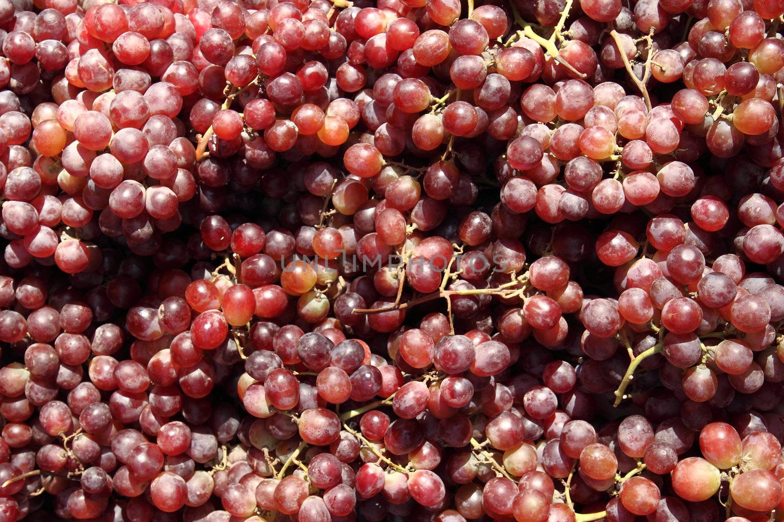 red grapes background by jonnysek