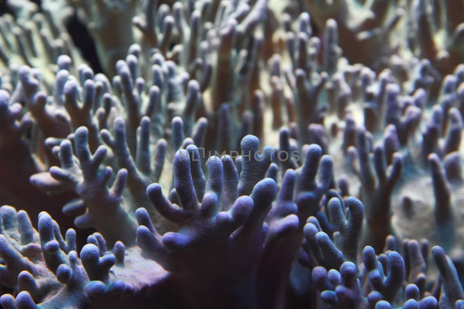 coral background by jonnysek