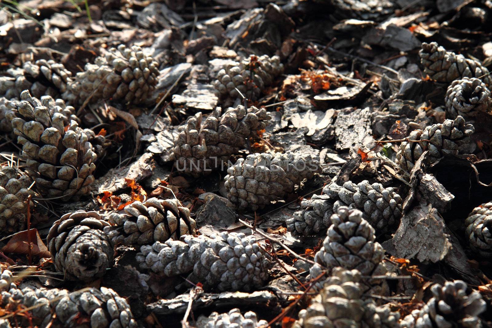 old pine cones background as very nice natural texture
