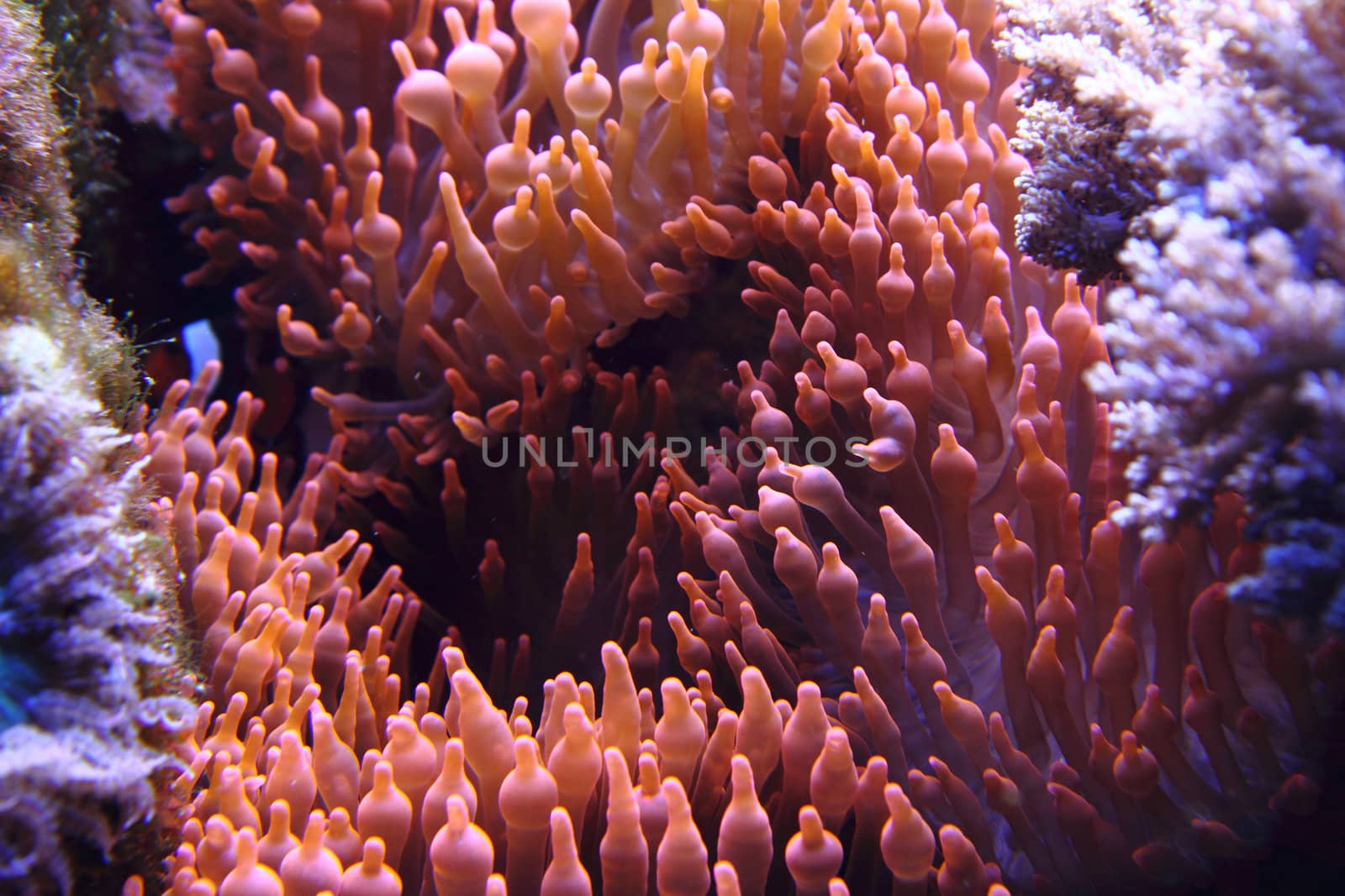 corals from the red sea as nice natural background