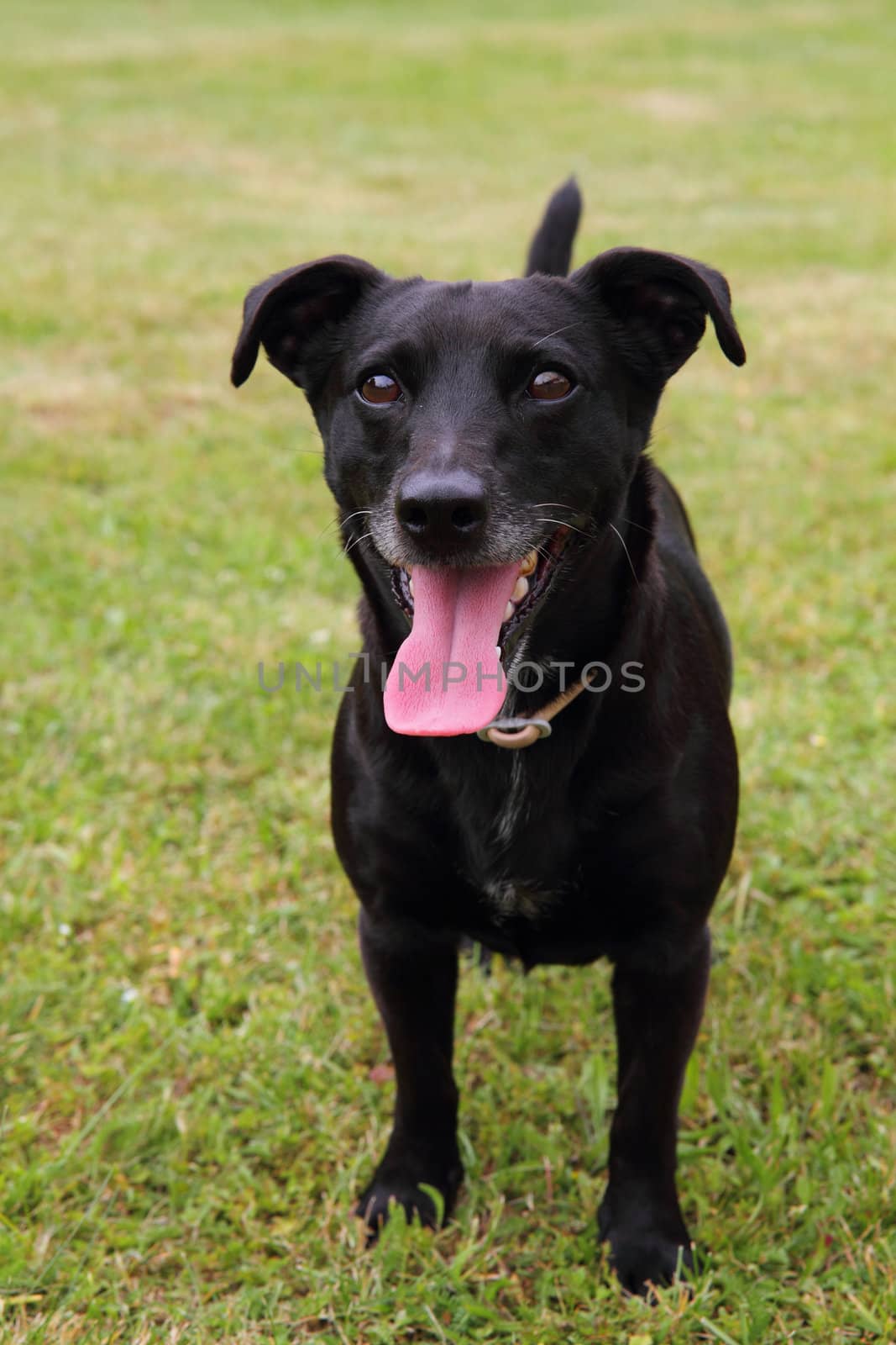 black dog in the green grass by jonnysek