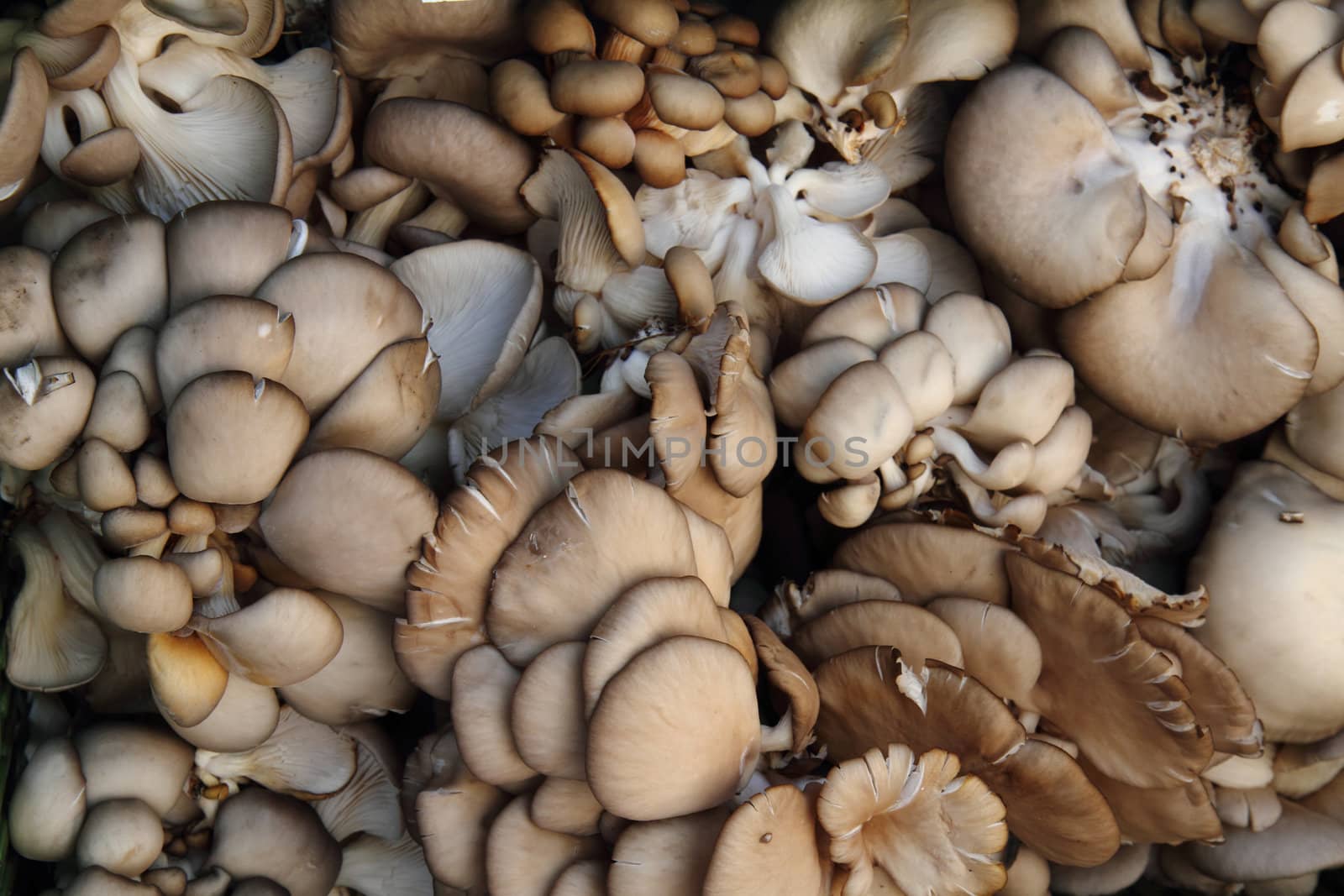 fresh oyster moshrooms as nice vegetable background