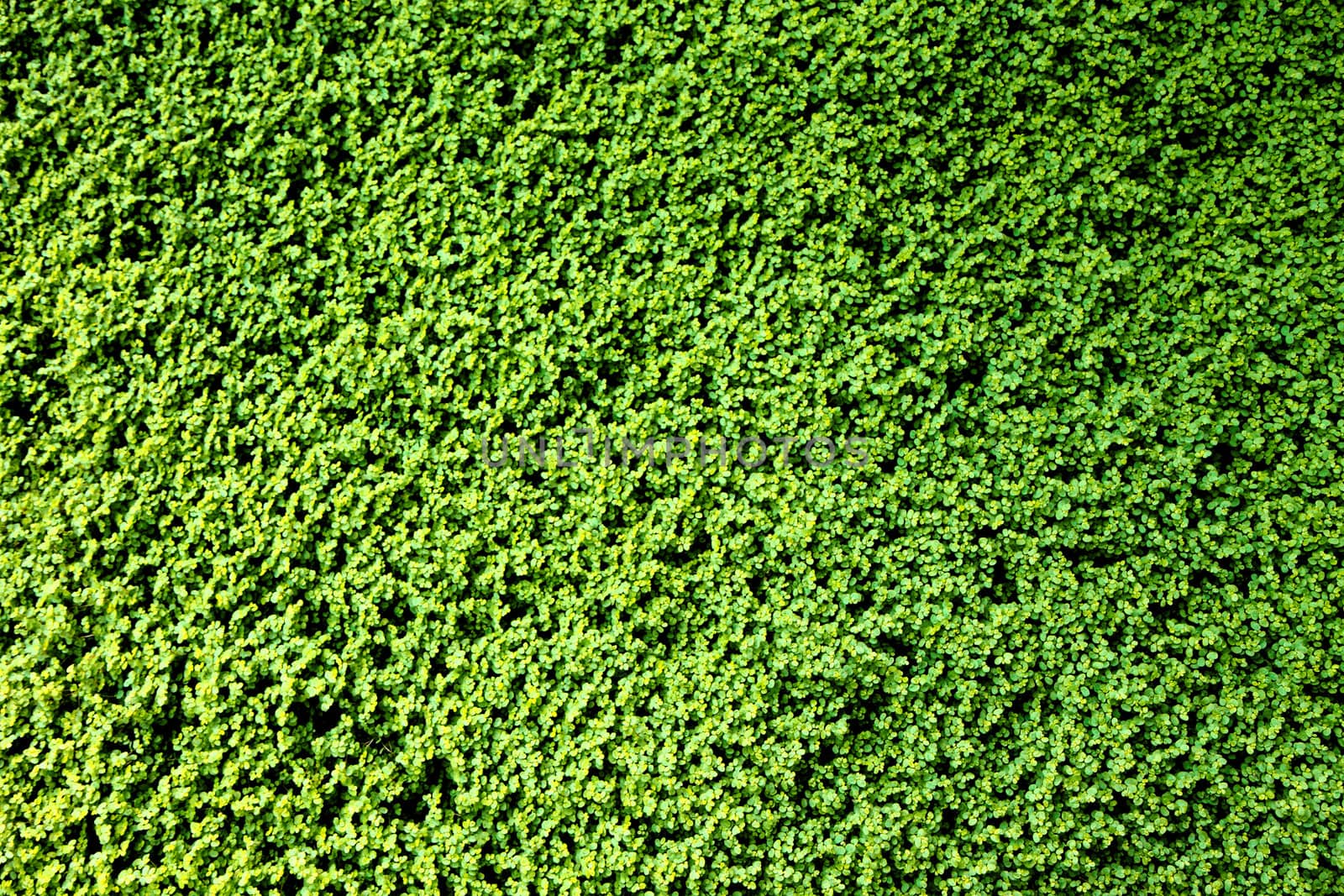 green plants background by jonnysek
