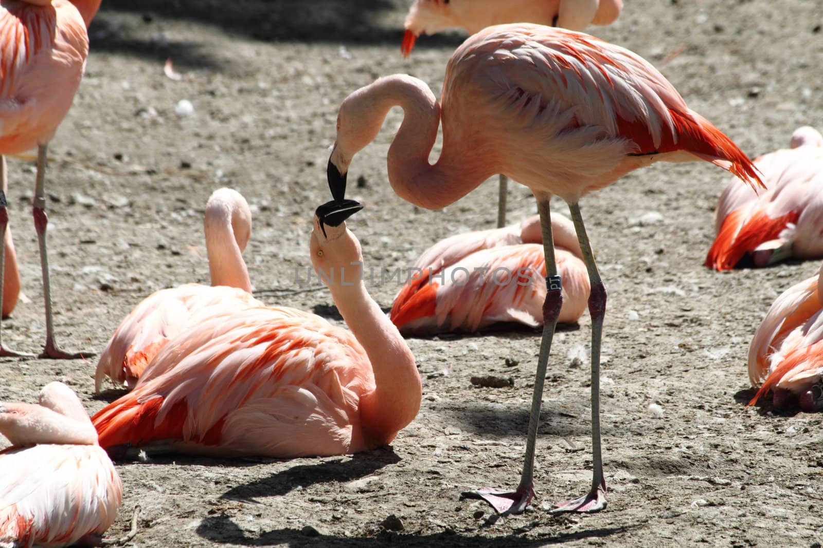 pink flamingos are kissing by jonnysek