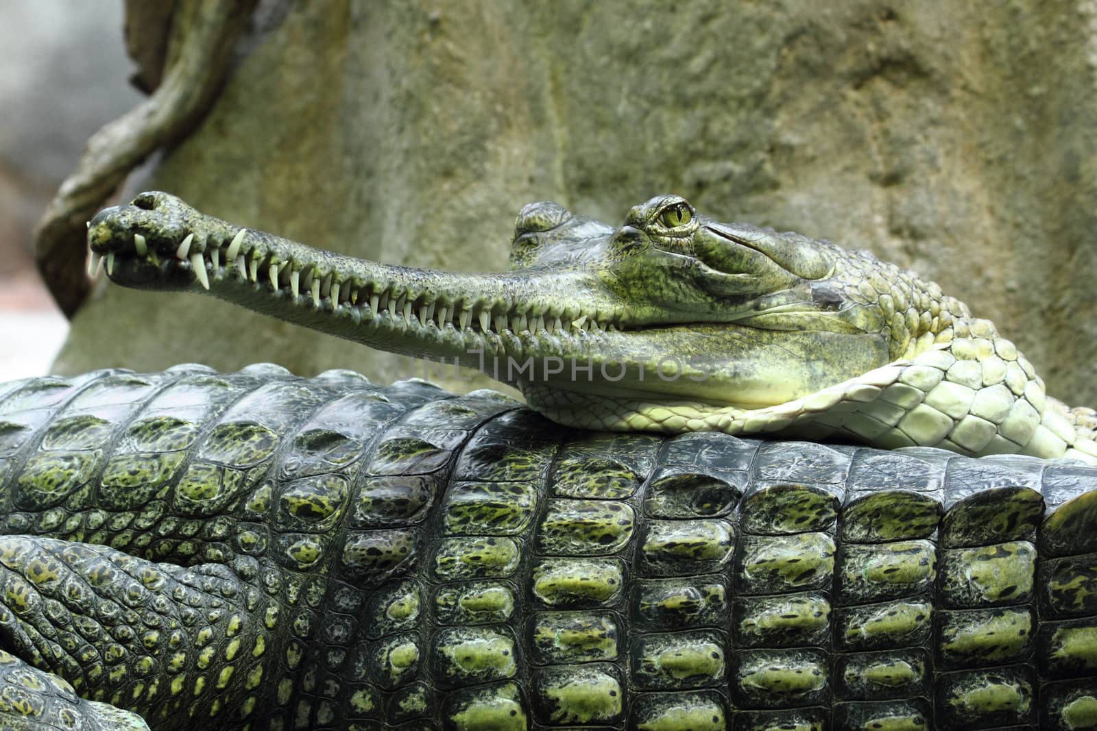 crocodile head by jonnysek