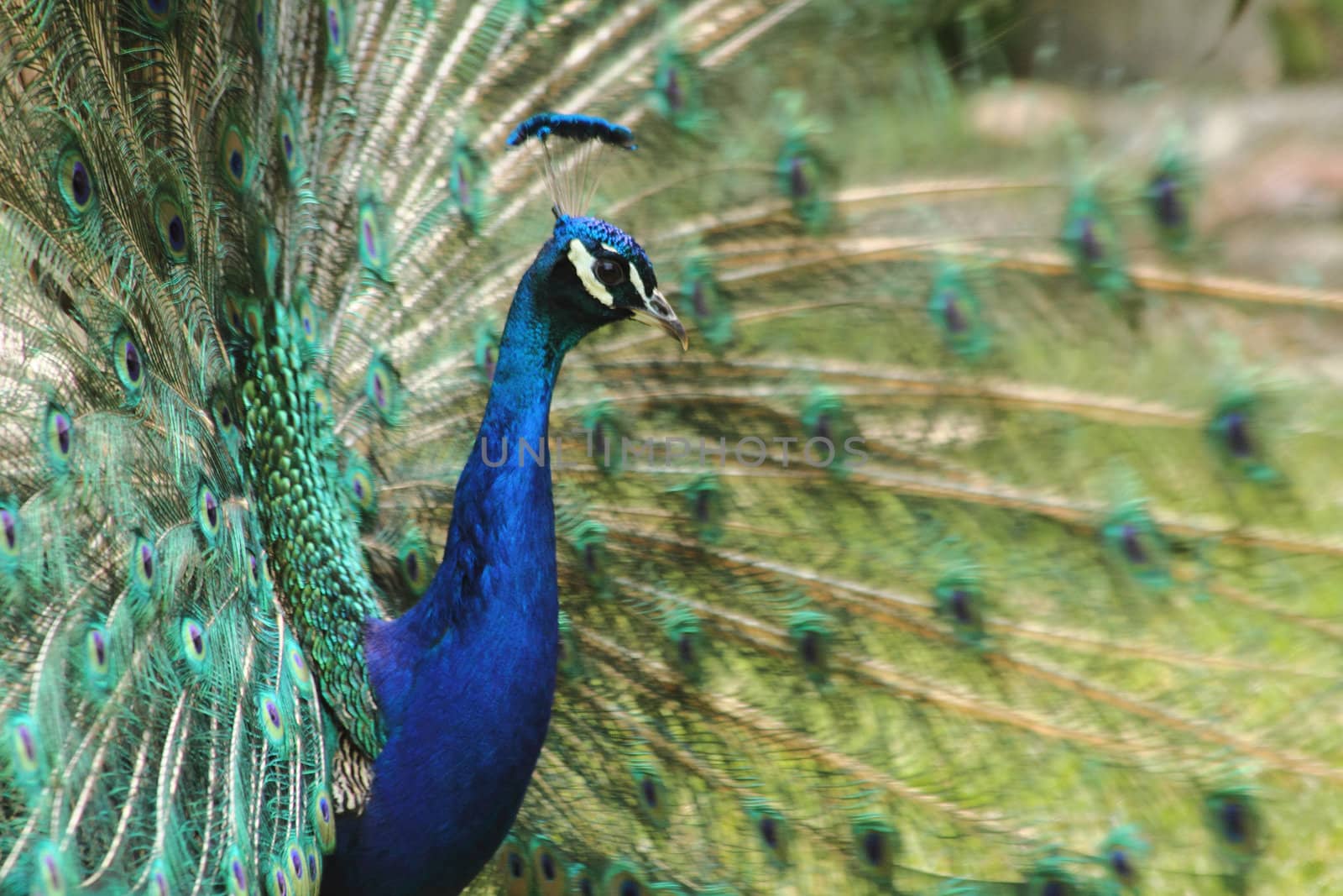 detail of peacock as very nice color background 