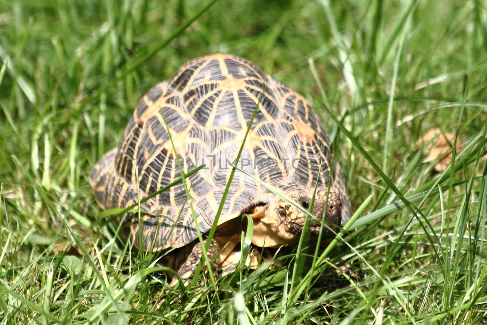 small turtle in the spring green grass