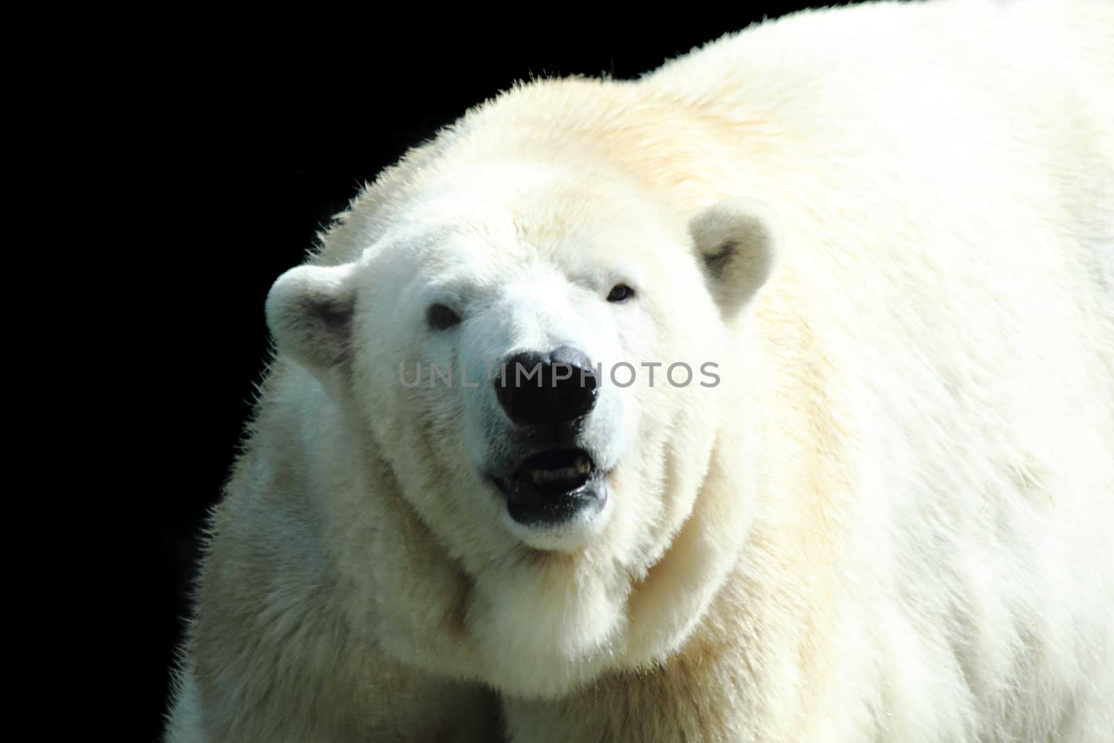 detail of polar bear isolated on the black background