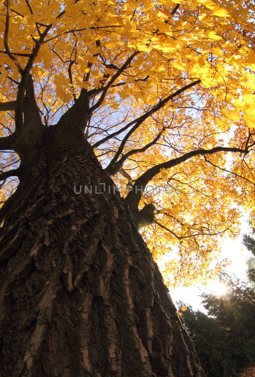 autumn tree  by jonnysek