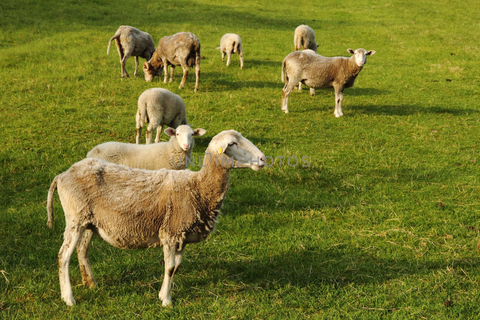 sheeps in the green grass as nice farm background