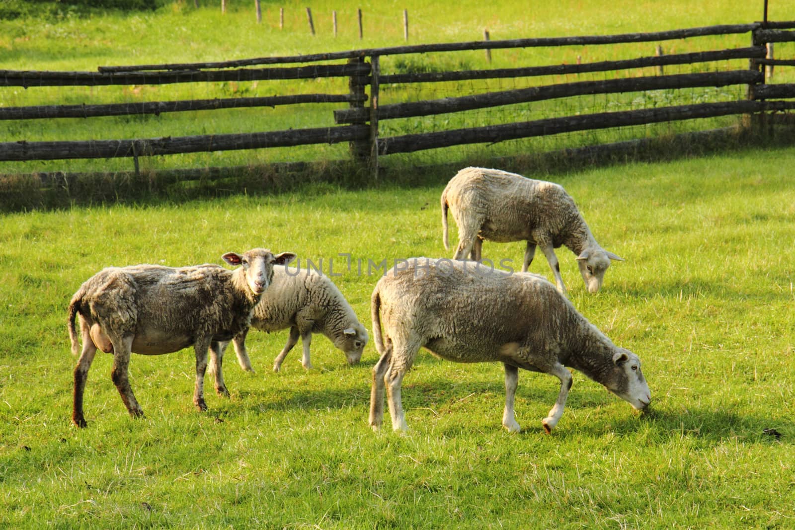 sheeps in the green grass as nice farm background