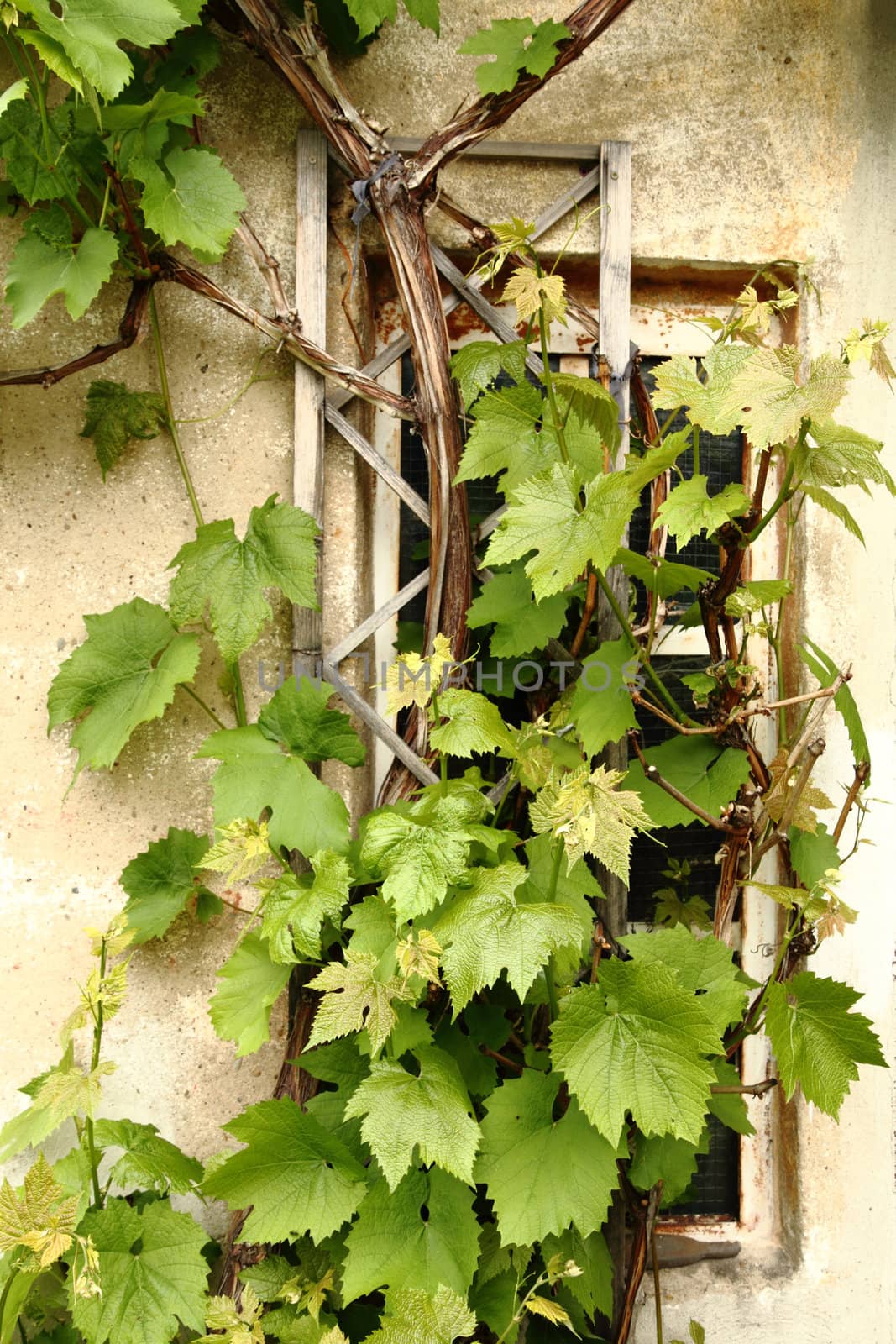 leaves on the old windows as nice wine background