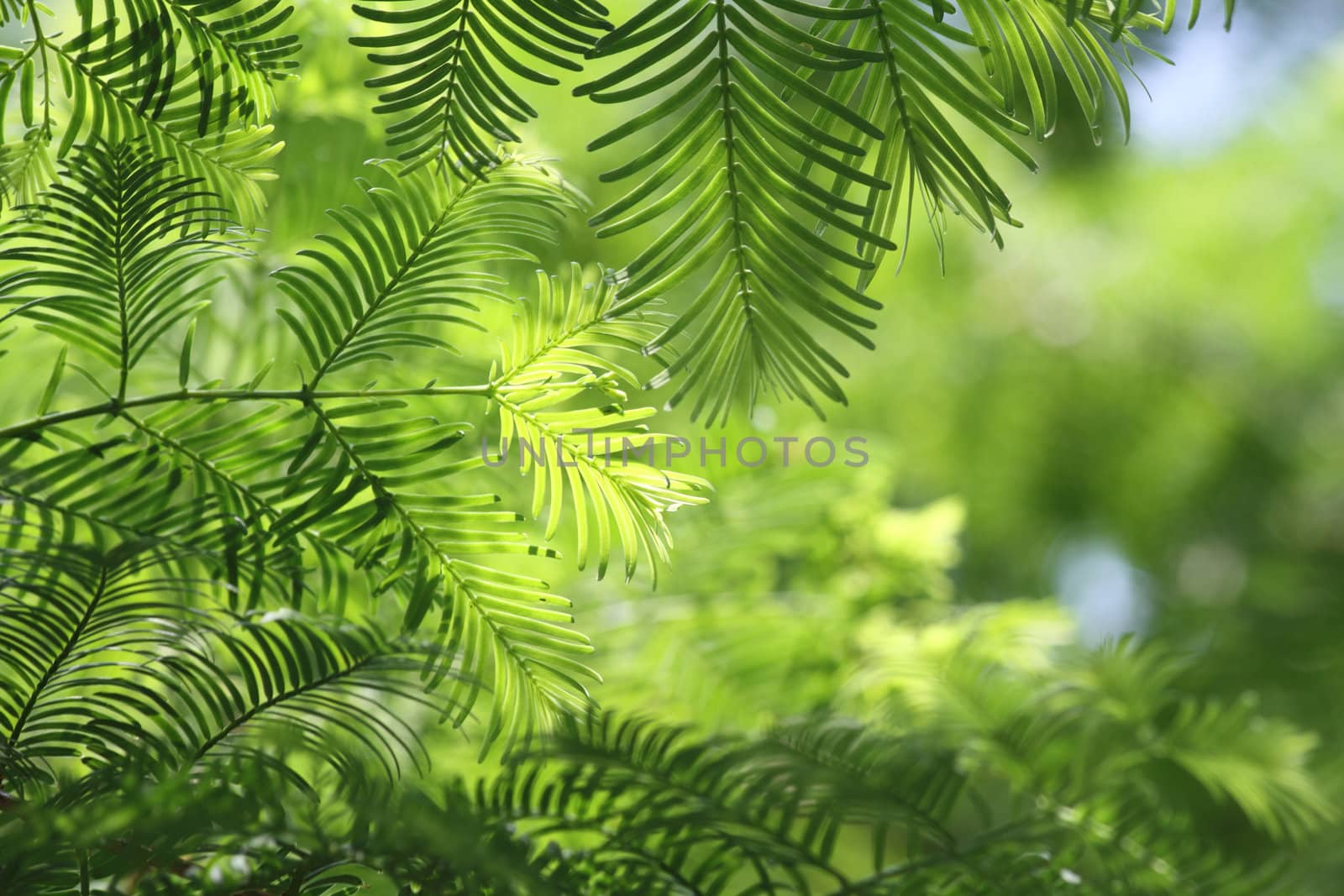 very nice natural christmas background in green color