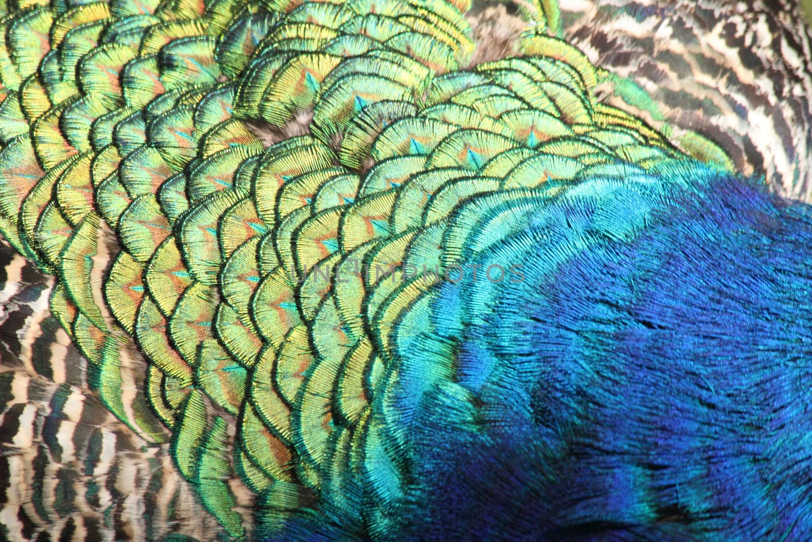 rainbow peacock background by jonnysek