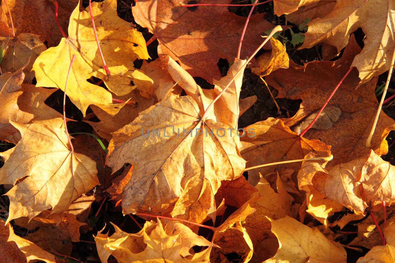 autumn leaves  by jonnysek