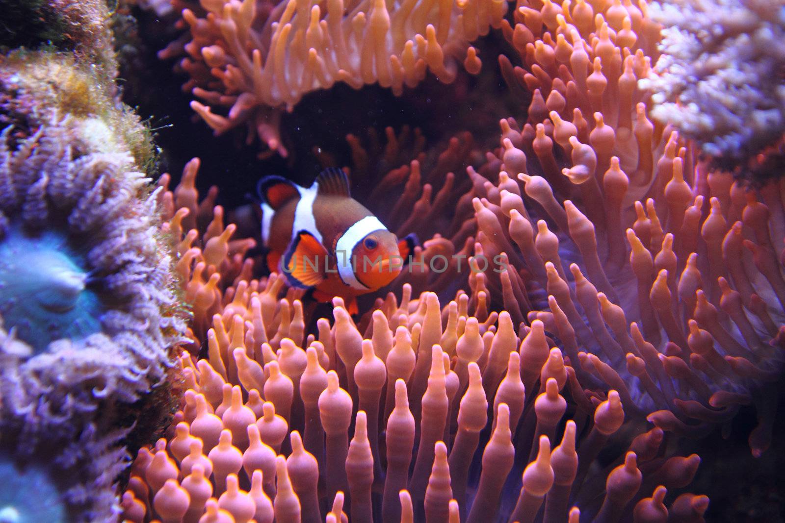 clown fish (nemo) in the red sea with corals