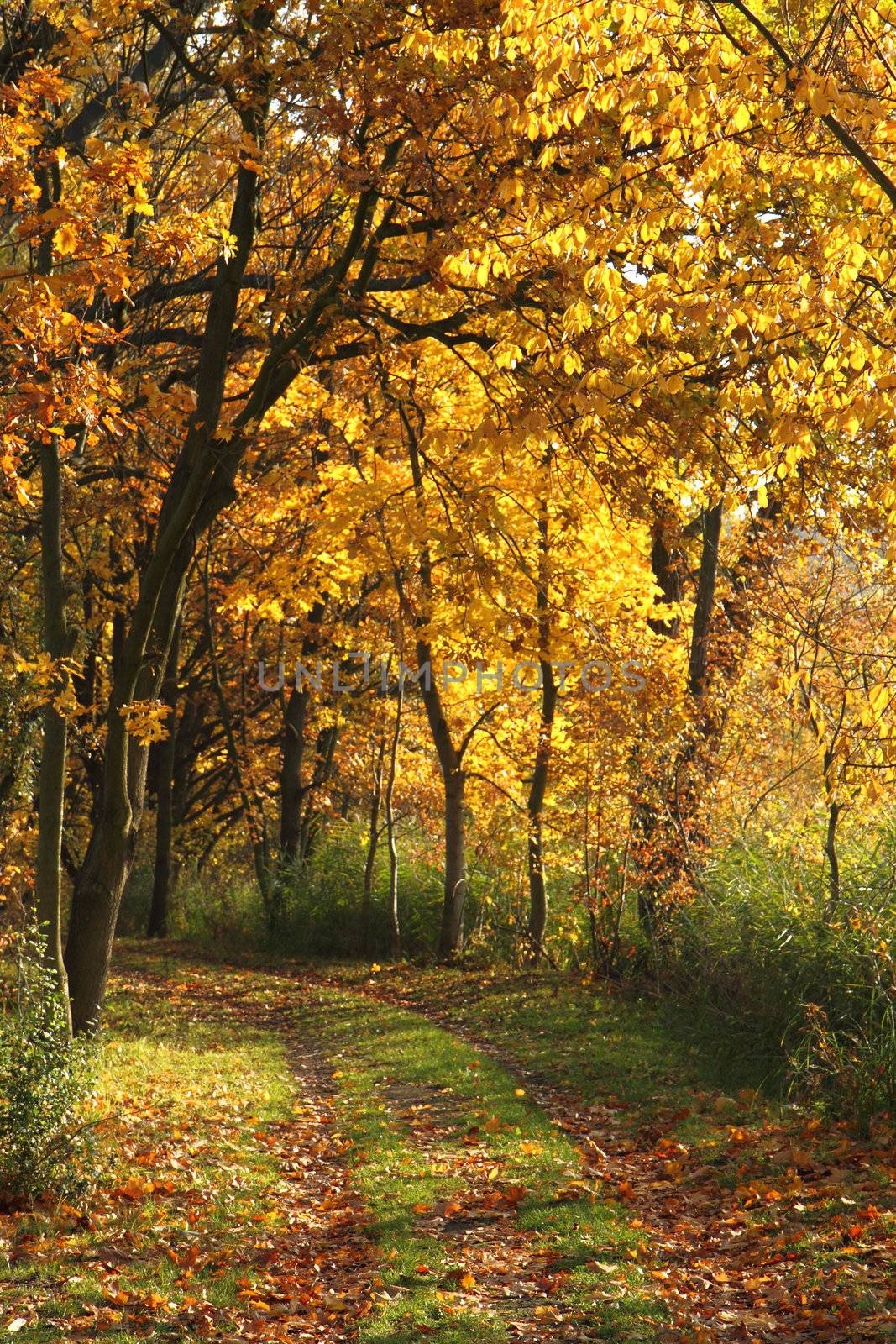 autumn background by jonnysek