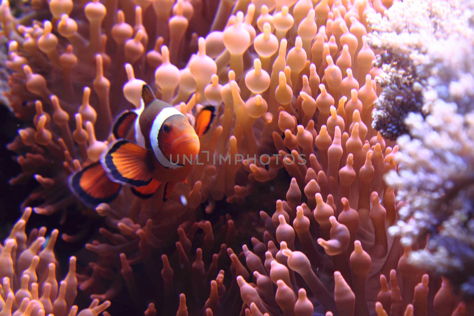 nemo fish as very nice natural background