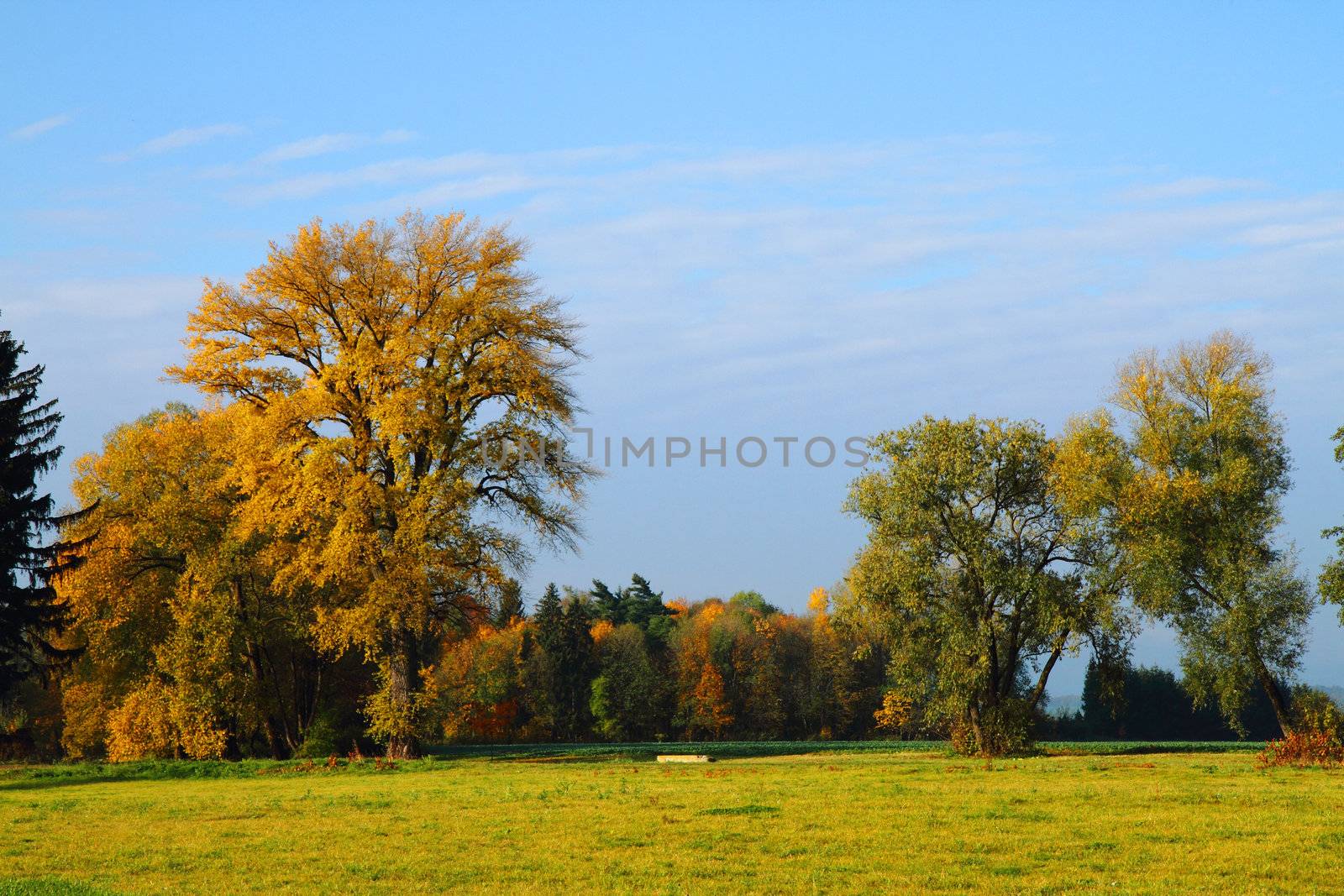 autumn treeses as nice and natural season background