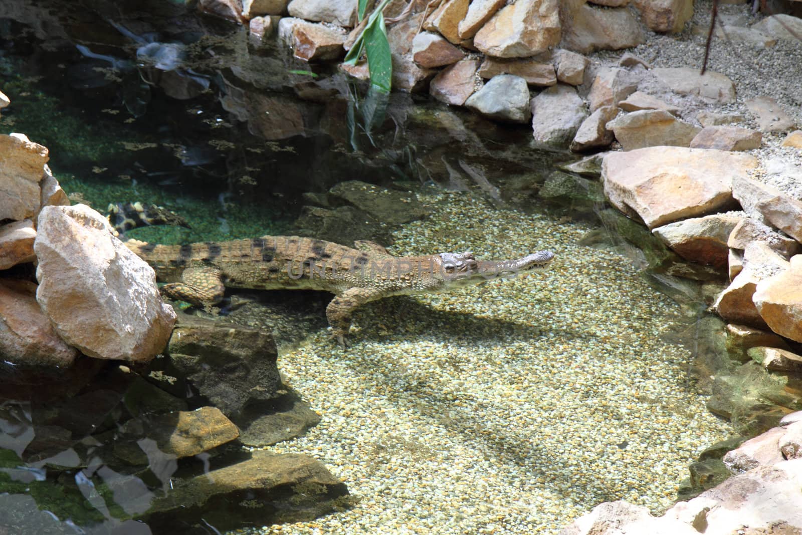 crocodile in the farm by jonnysek