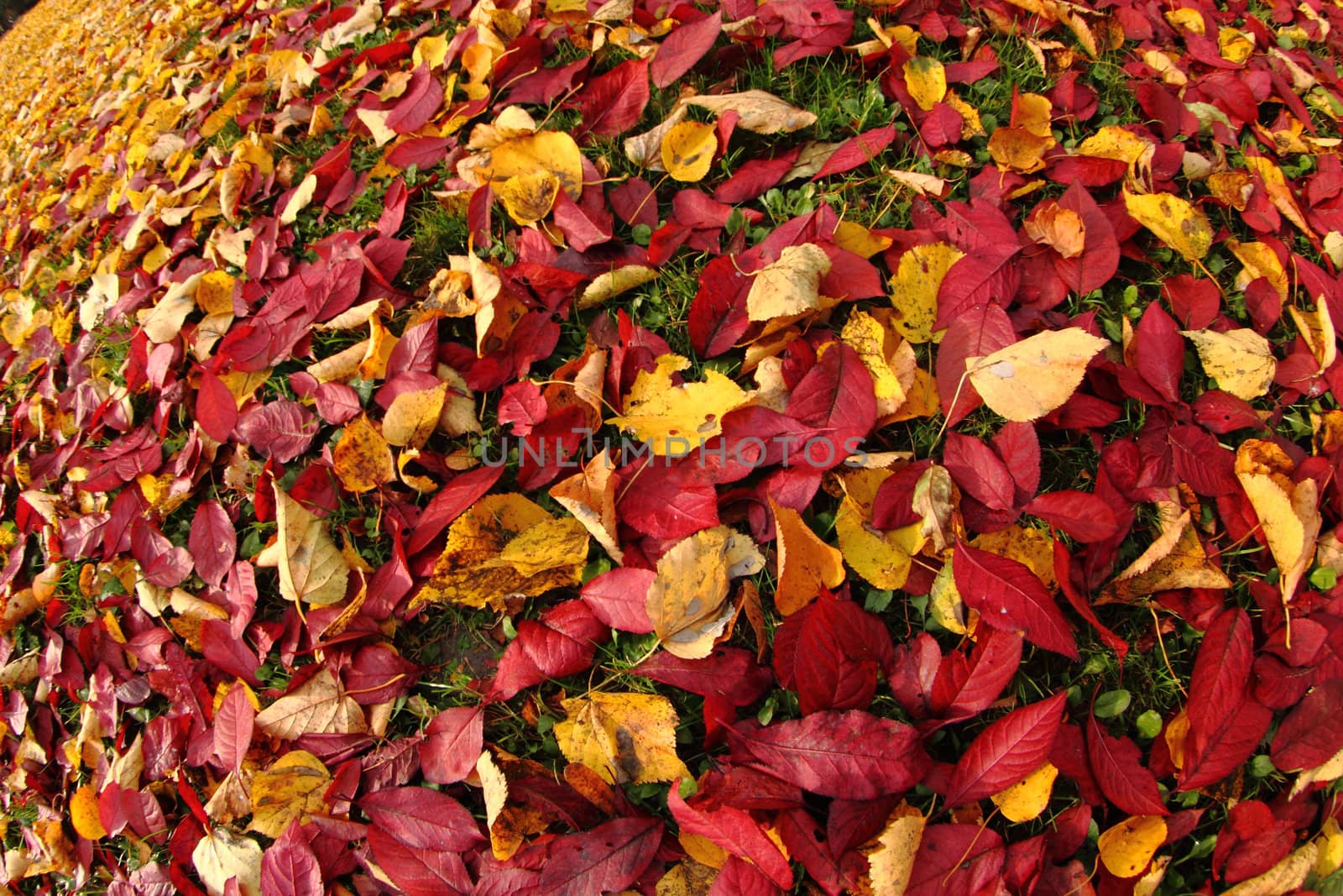 autumnal leaves as very nice natural background