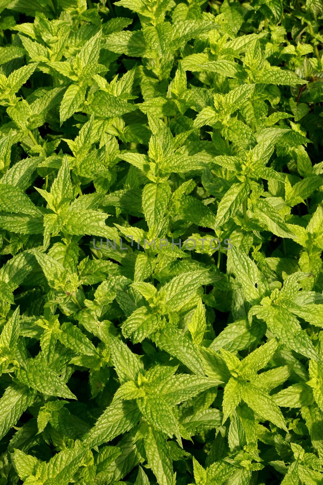fresh sweet mint as nice natural  background
